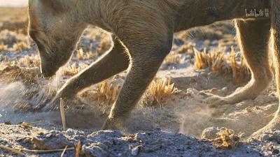 bbc纪录片最值得看的,bbc神级纪录片豆瓣评分超9