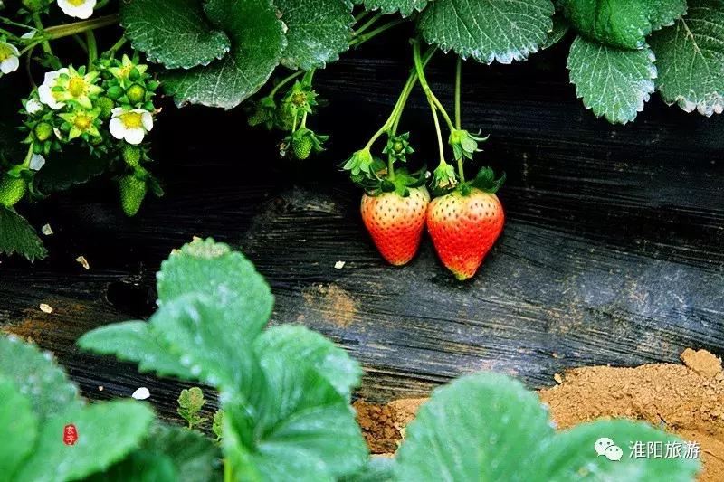 长亭外,古道边……原来淮阳古代的十里长亭竟然在这里