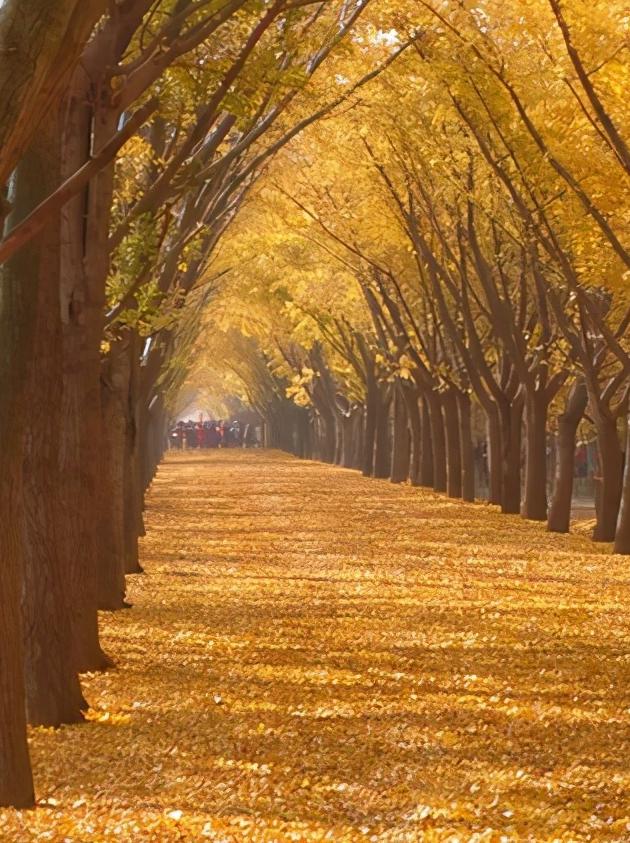 江苏省徐州市市级行政区是哪里,江苏省徐州市有哪个区