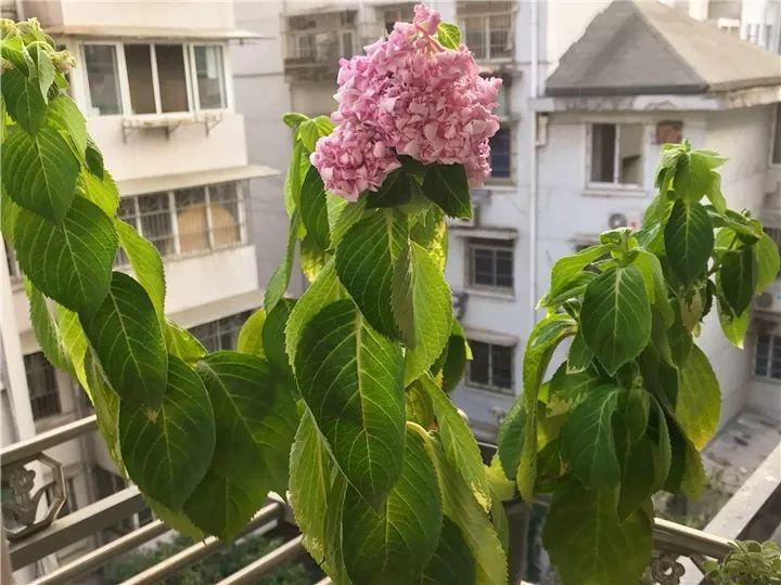 月季常见病害图解,月季枝干高花苞小怎么办