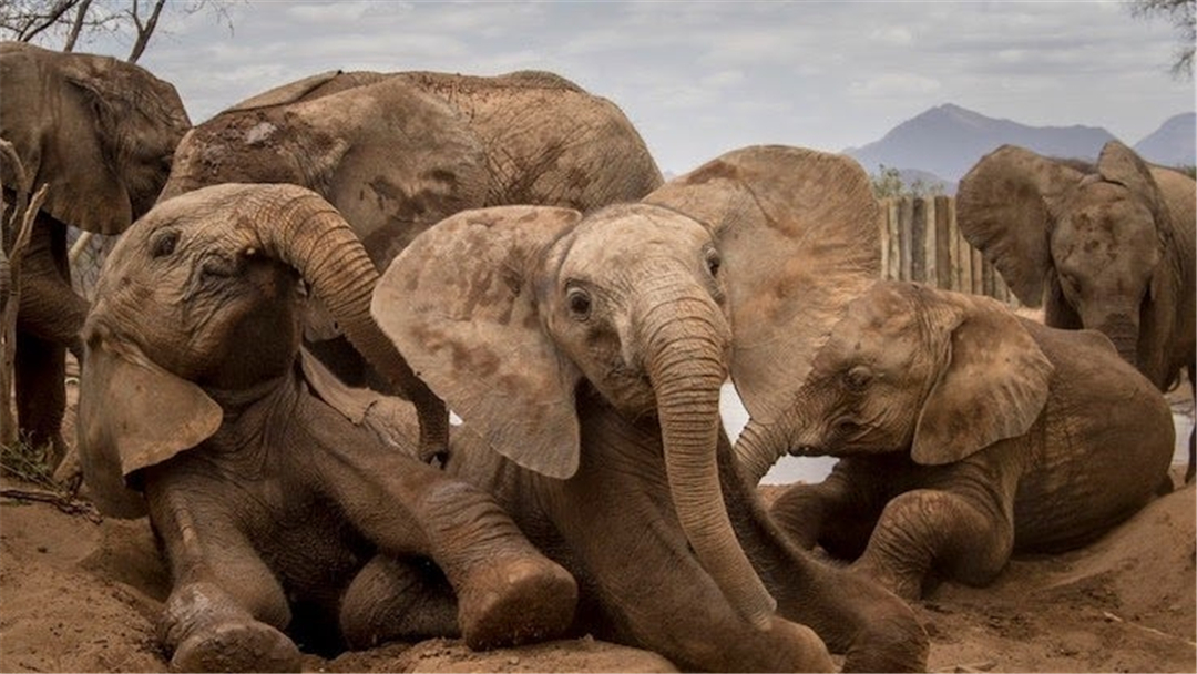 大象脚底可以感知很远的声音吗,大象听力来源于脚