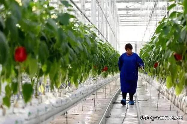 农业农村部农业项目扶持资金,数字农业建设试点项目补贴的要求