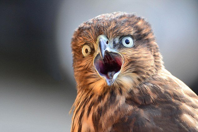 老鹰混进鸡棚吃小鸡,老鹰跑进鸡窝反被鸡围攻