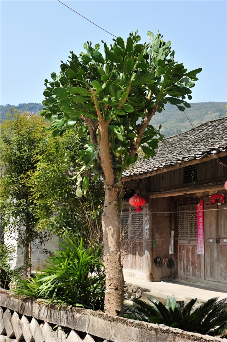 院子里种棵“仙人树”，花开香气飘飘，果熟收获满满