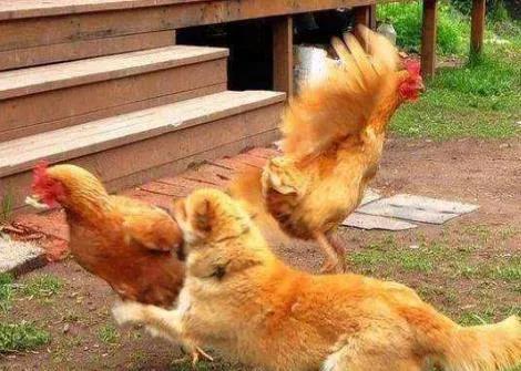 听老人讲过挨饿的故事,听老人讲挨饿的经历