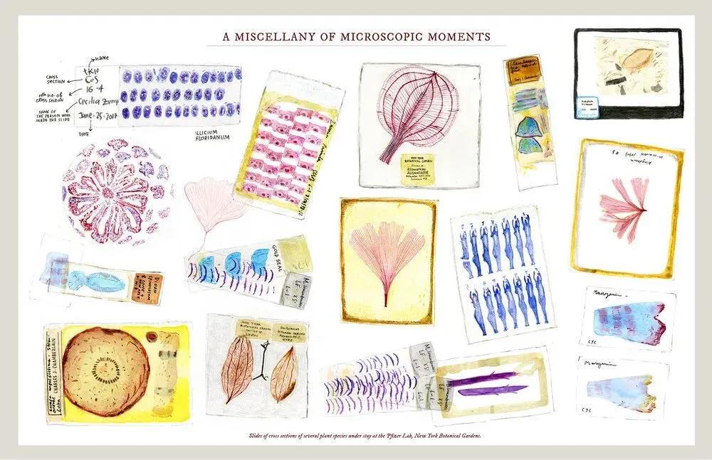 美国纽约视觉艺术学院插画,插画毕业展