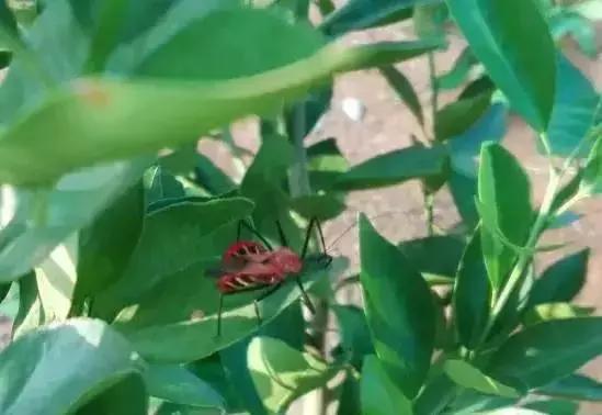 果树大量生虫子怎么办,防止果树生虫子小妙招