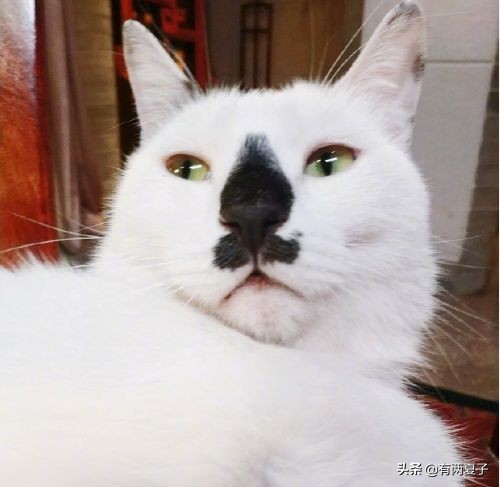 古代有哪些宠物猫品种名称,根据猫咪花色取名的猫品种