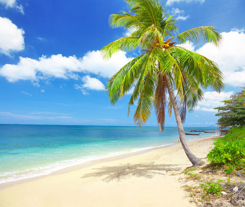 正宗椰汁从小喝到大是怎么回事,为什么椰树牌椰汁最好喝