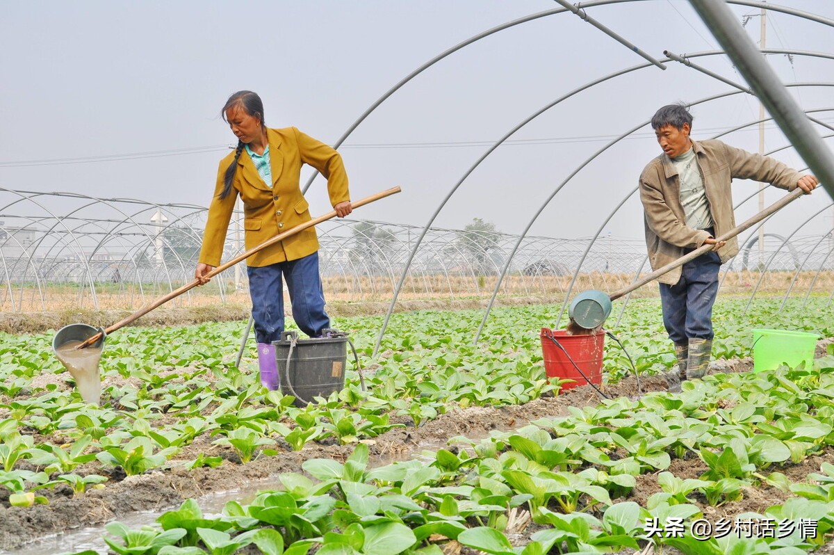 多年生蔬菜水果种植,种植蔬菜及蔬菜育苗技术