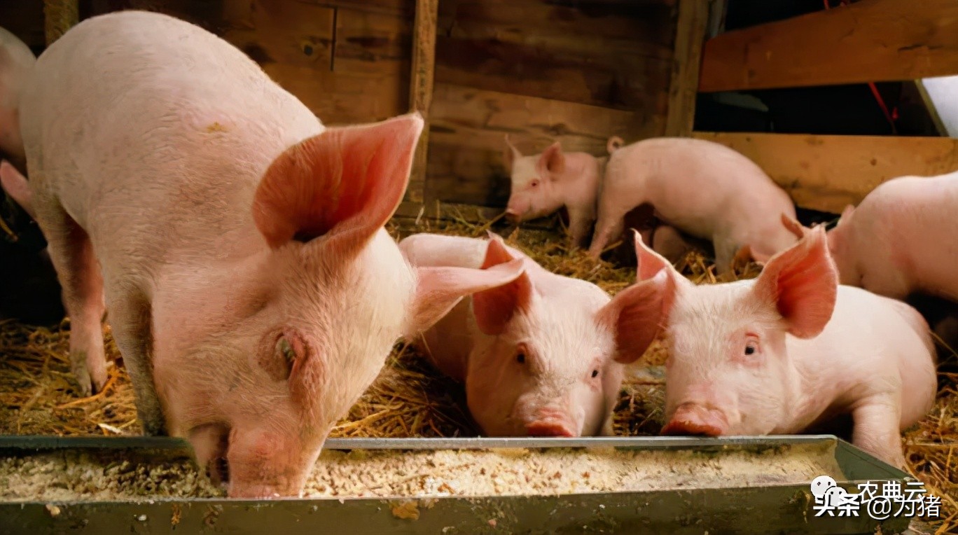 什么是浓缩料什么是全料,什么是浓缩料和预混料样本