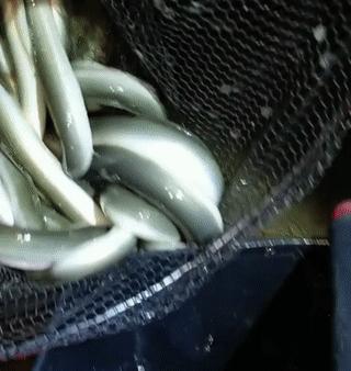 河鳗泛滥？江苏南通钓鱼人称一夜钓几十条，网友：这鱼300一斤