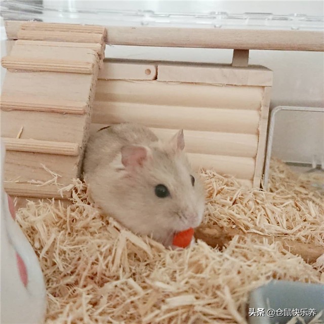 仓鼠到家如何与鼠子培养信任,仓鼠如何躺鼠