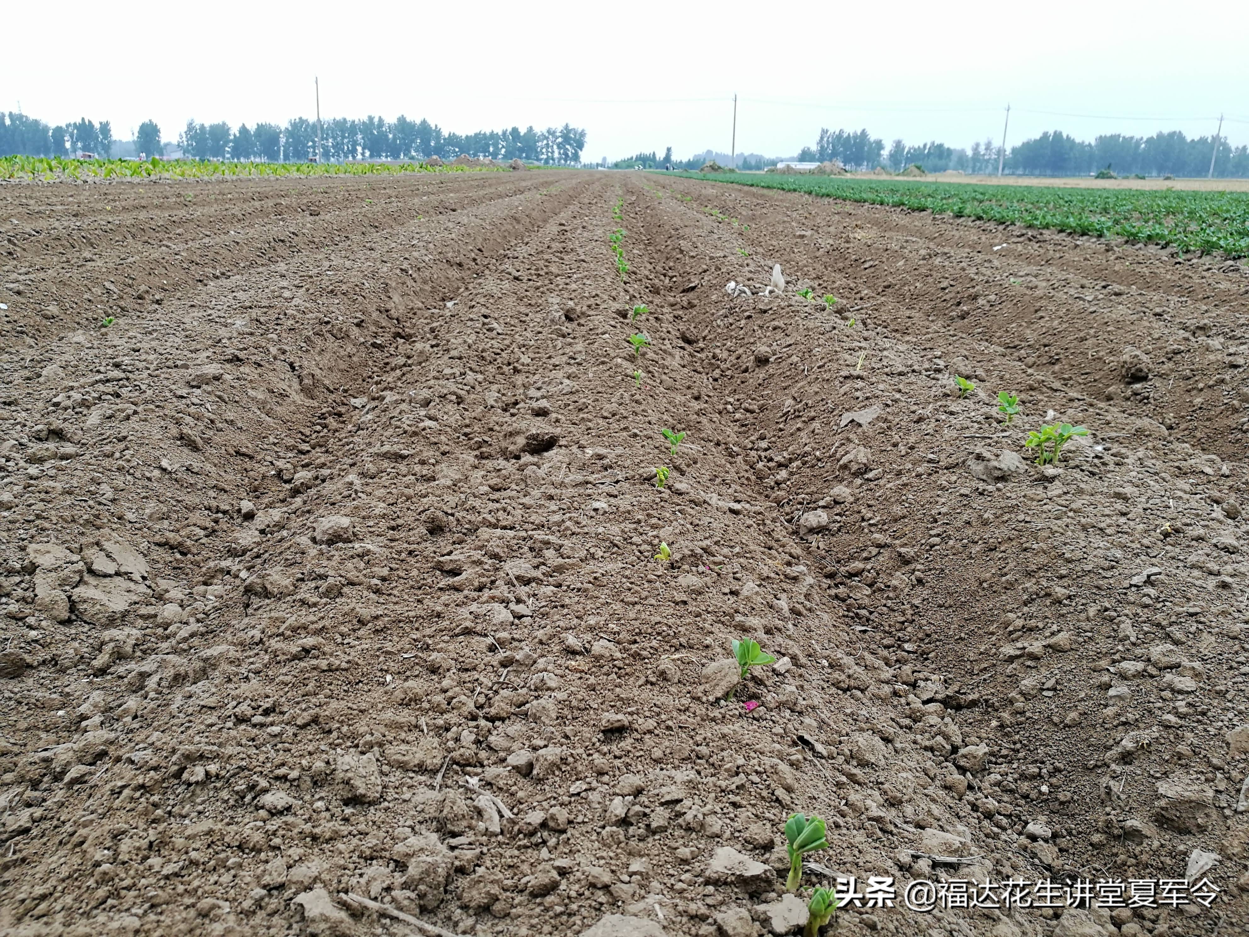 花生高产种植与管理,花生壮苗