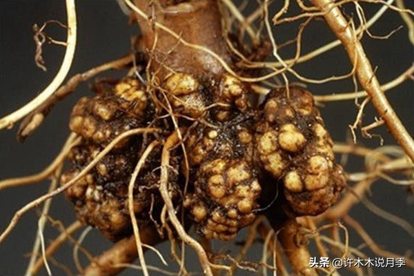 月季病害通用药,月季病害的必备药物