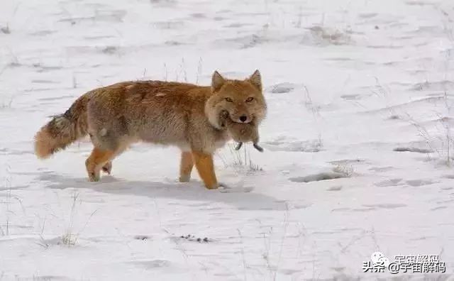 这些动物小时候太可爱简直萌化了,世界十大最受欢迎的动物