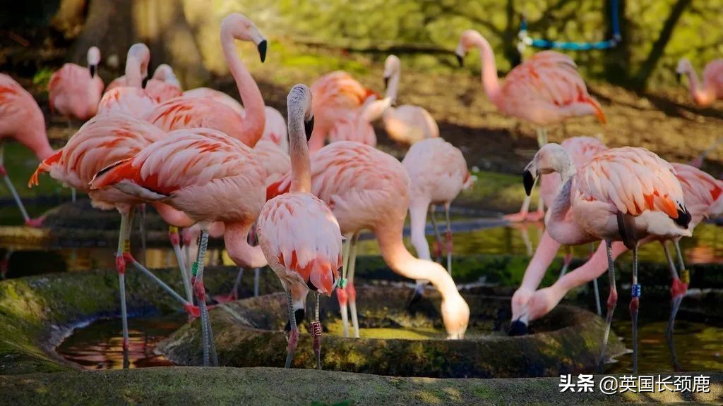 全球十大最受欢迎的野生动物园,伦敦十大动物园