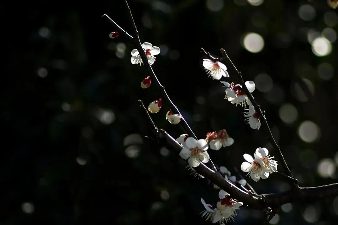 拍梅花技术的技巧和方法,拍梅花的最佳方法