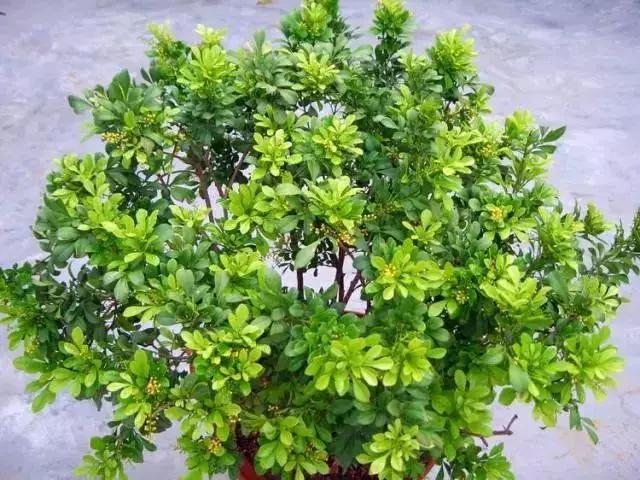 养殖米兰,米兰的冬季养护方法与要点