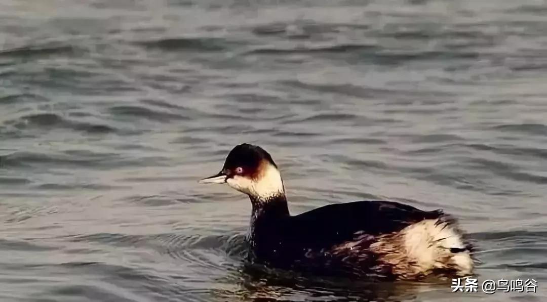 看图识鸟图片及答案,看图识鸟软件哪个好用