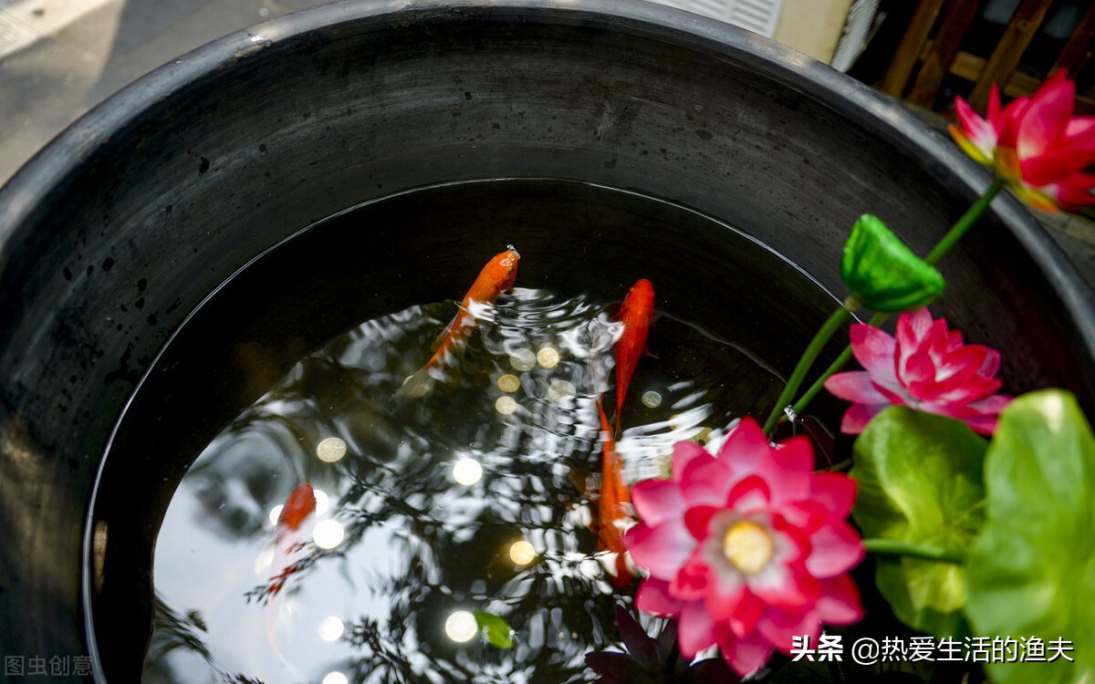 养金鱼没有鱼食怎样喂,给金鱼喂食的时候金鱼是怎么吃的