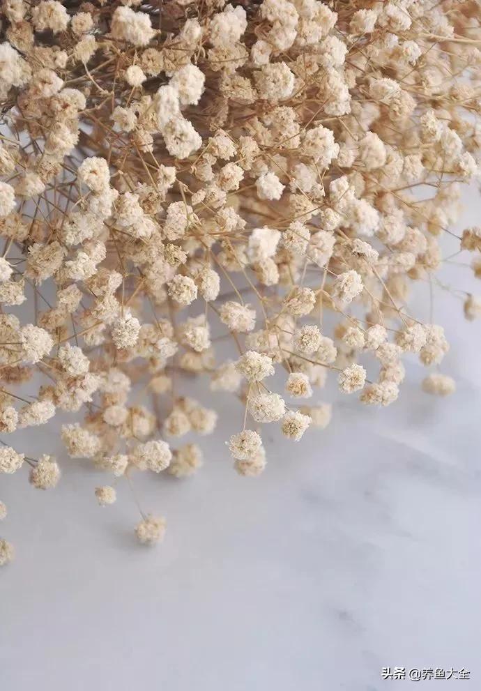 8种能做干花的鲜花，男朋友送的花就这么做