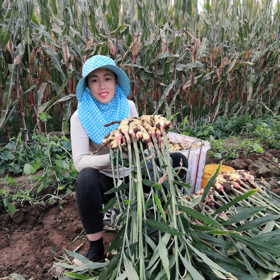 种植小生姜划算还是大生姜划算,种植生姜的最新技术生姜越冬