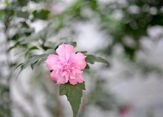 各国国花及其寓意,各国国花和象征意义