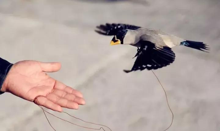 训鸟视频大全,训鸟入门基础知识