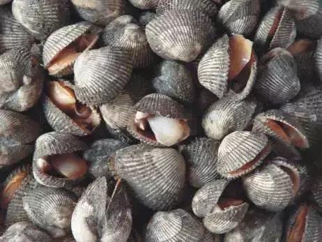 大连海域常见贝类,大连地区海产贝类原色图鉴