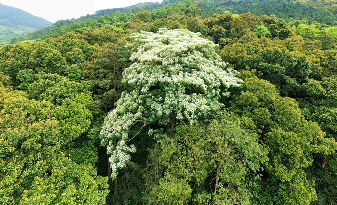 平天山航拍,卫星航拍平天山