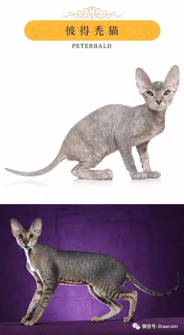 搜猫咪各种图片,世界猫咪图录