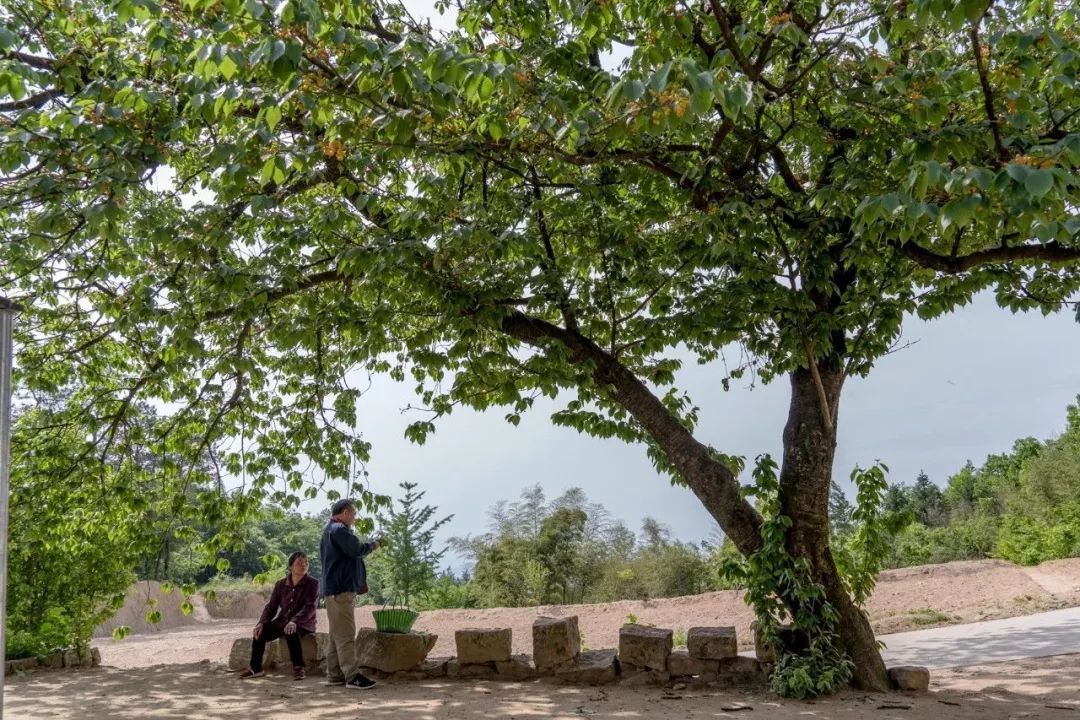 最适合庭院栽种的果树,适宜庭院种植的观赏果树