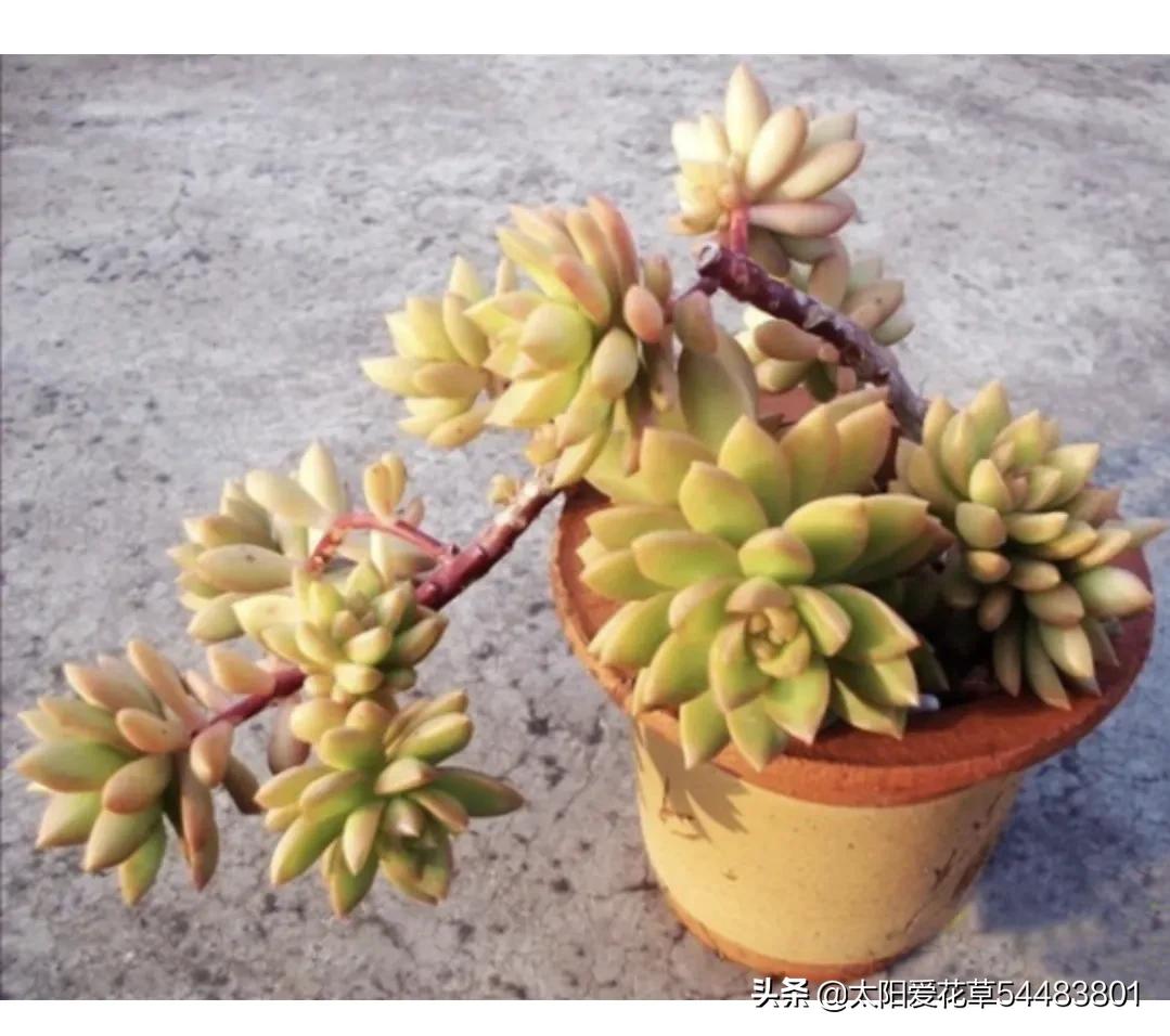 多肉黄丽怎么养又肥又大,黄丽多肉可以暴晒吗