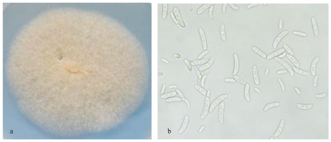 百香果基腐病喷多菌灵有效吗,台农百香果容易得茎基腐病吗