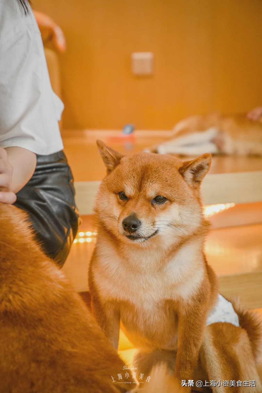 豆柴犬幼犬直播,豆柴是一只非常可爱的小狗