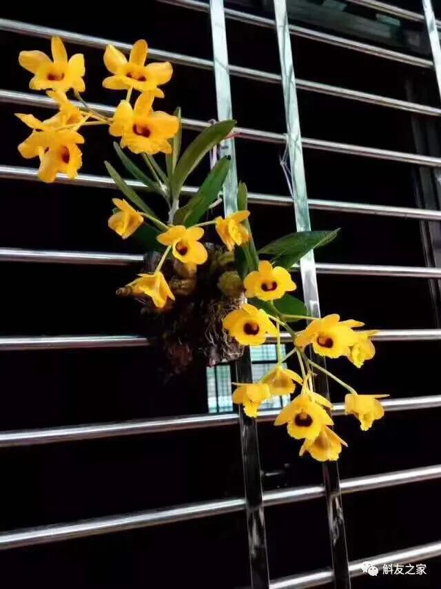 石斛兰烂头如何抢救,石斛兰花苞枯萎怎么救活