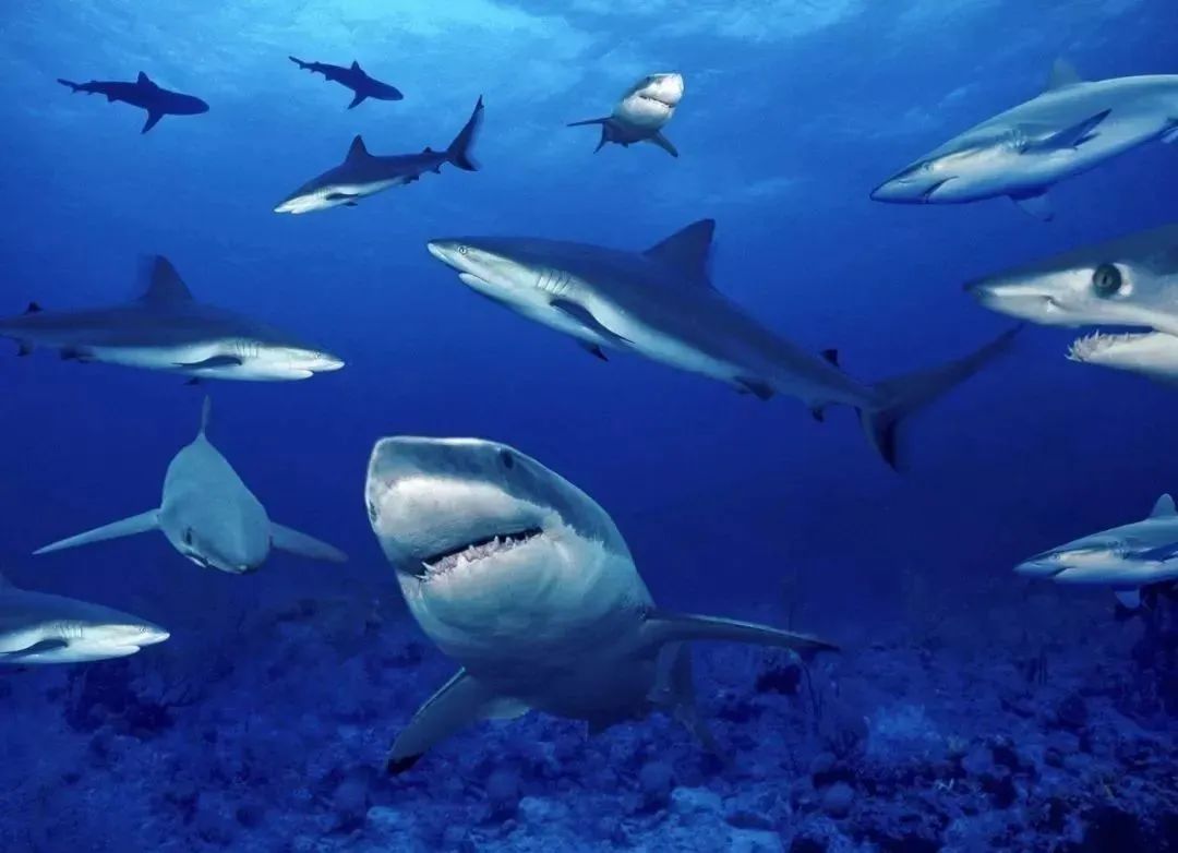 济南动物王国一日游详细攻略,济南一日游动物园