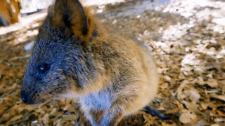 为什么我们会微笑?10个关于微笑袋鼠的萌萌秘密