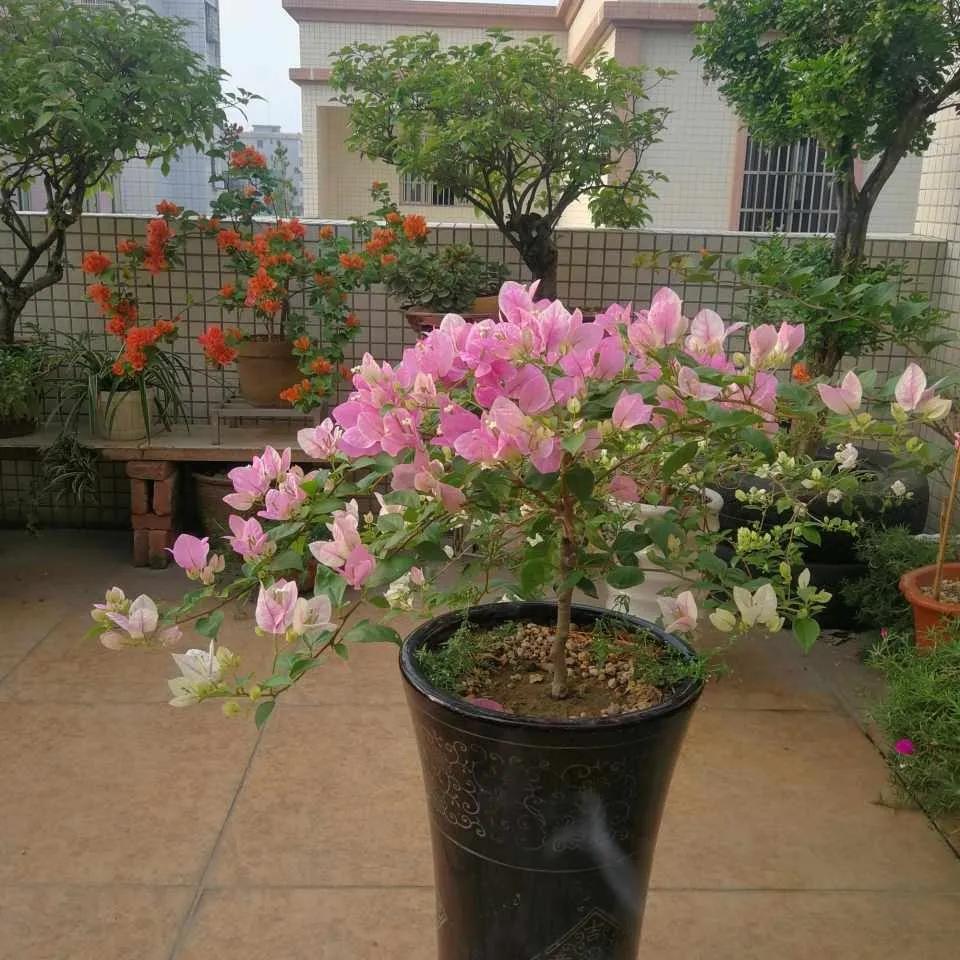 三角梅的徒长枝和开花枝,新栽的三角梅几天能发芽长出新枝