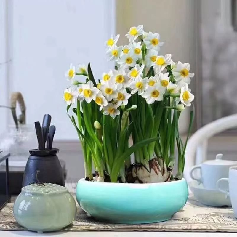 这六种花寓意吉祥好养易活,公认最吉利的4种花