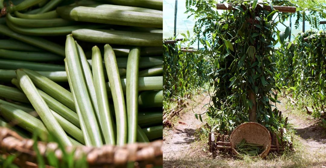 薇诺娜彩妆产品,薇诺娜新包装唇膏