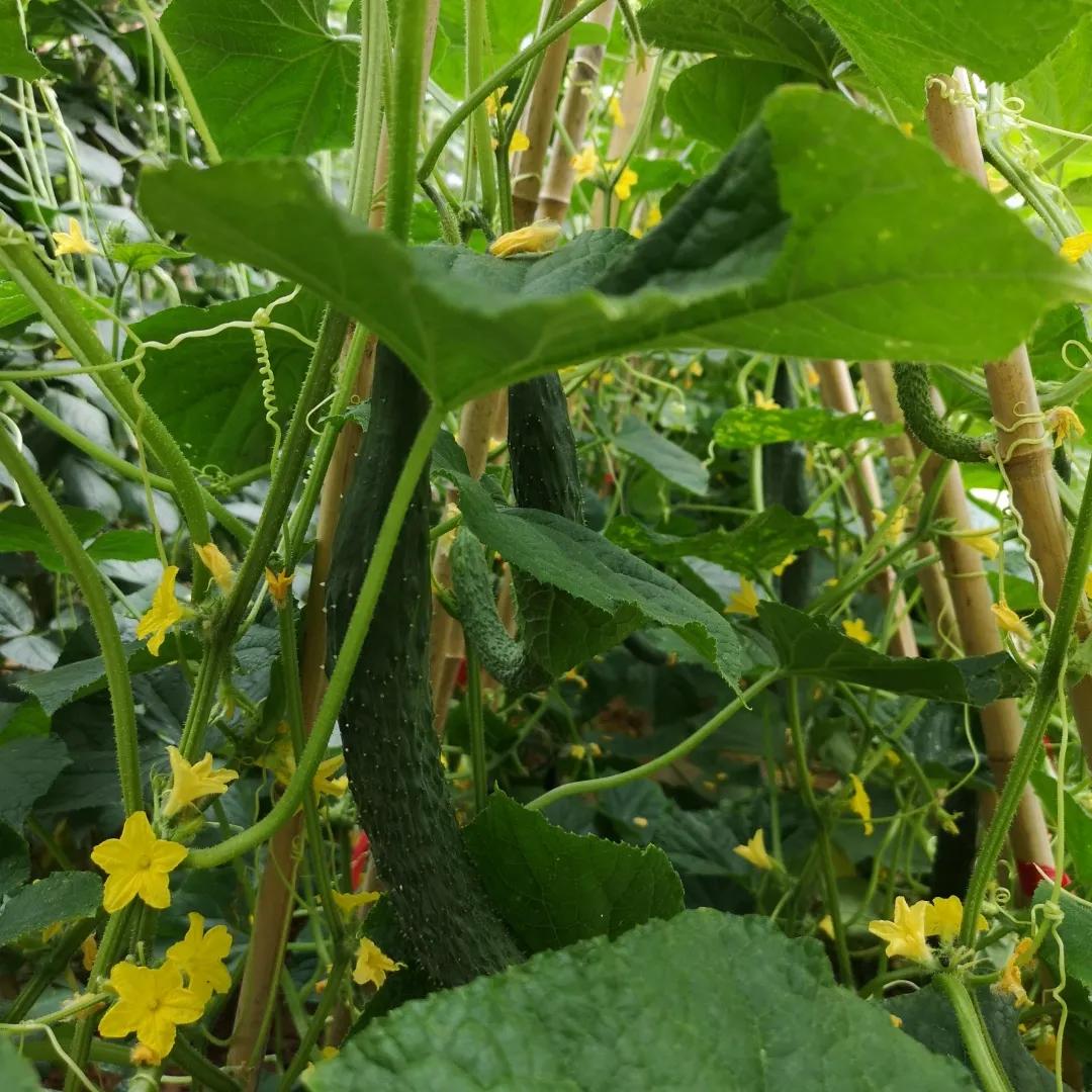南京江宁晓庄实验小学官网,南京晓庄学院附属小学办学理念