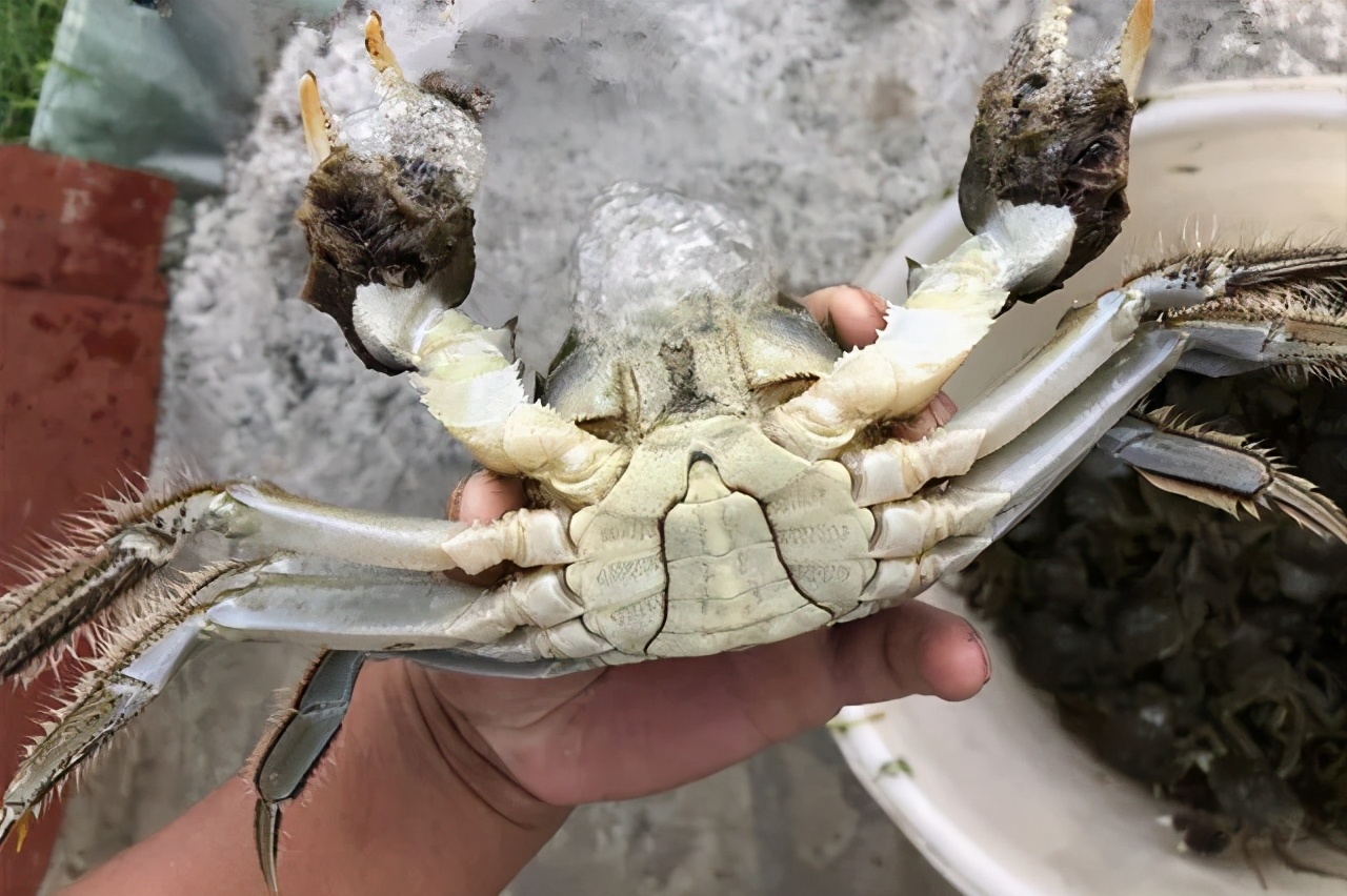 水产养殖虾蟹补钙配方,水产养鱼知识必备大全