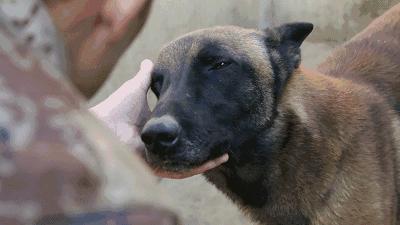 长得最像狼的狗,最帅狗