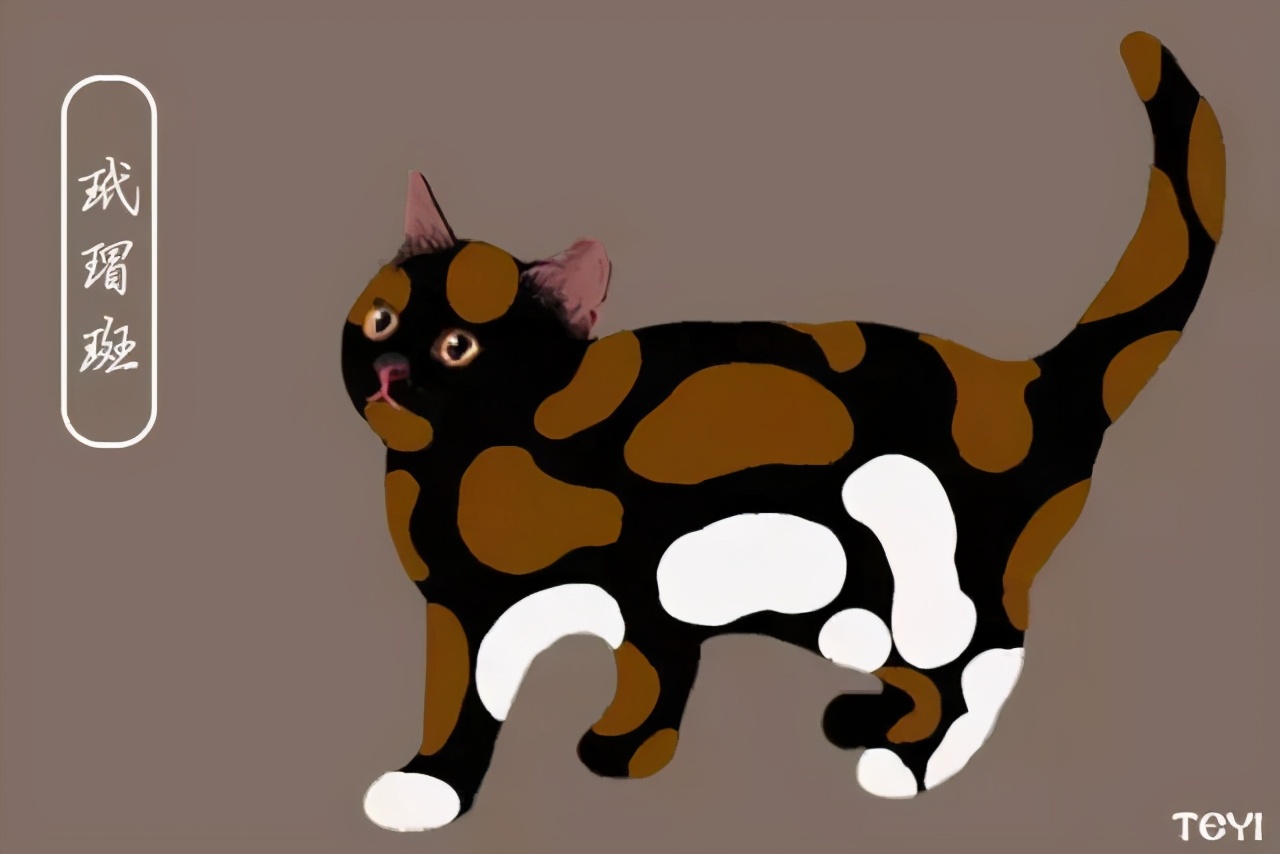 中华田园猫的品种介绍和图片大全,常见中华田园猫品种名称