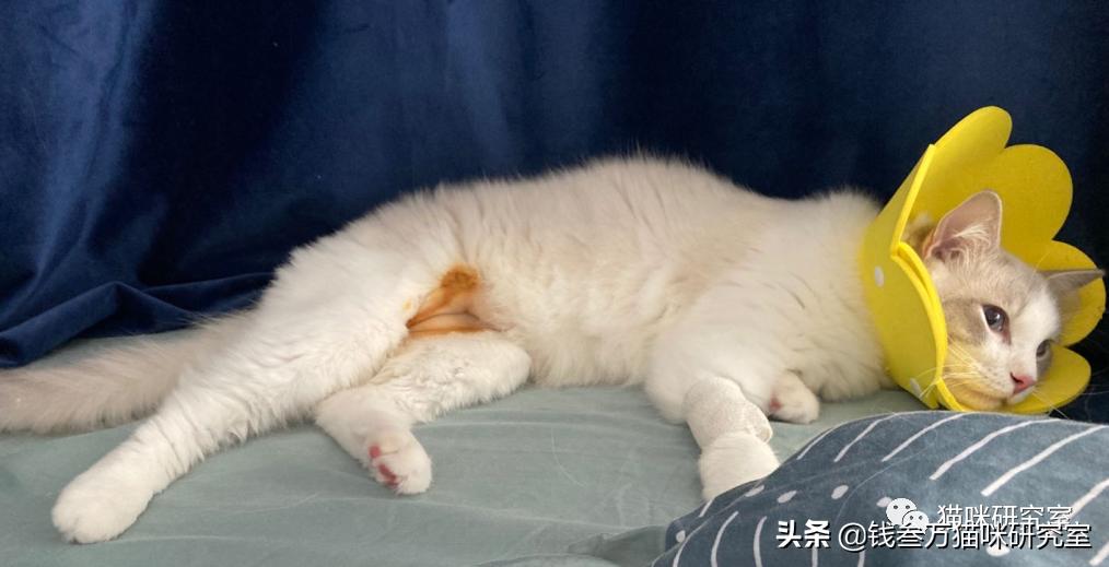 猫咪绝育生化检查坑人套路,猫绝育手术后的注意事项