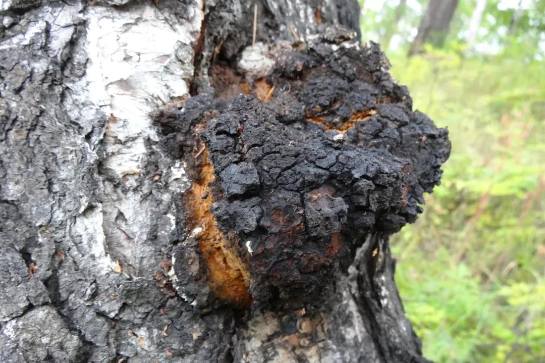 桦树茸能治愈糖尿病,桦树茸治糖尿病价格