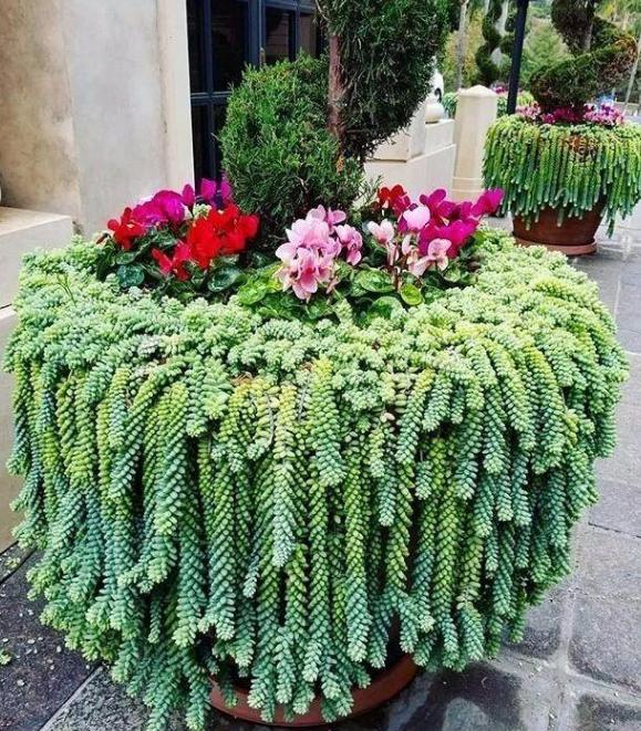 新玉缀怎么养能爆盆,玉缀叶子繁殖叶片必须朝上吗