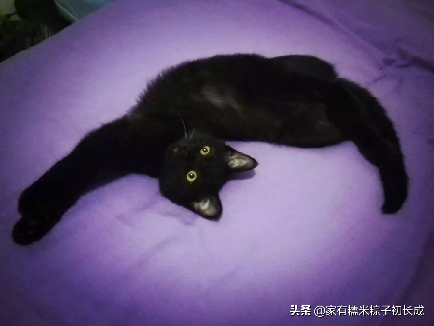 猫咪治病真实案例,猫咪治病真实记录